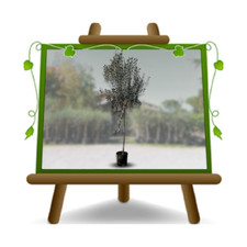 Olivi Taggiasca olive da