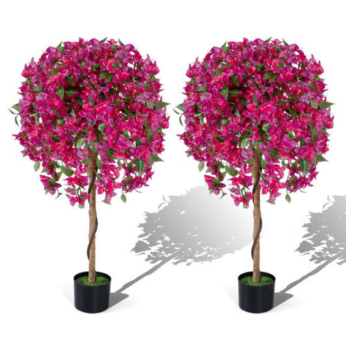 Confezione alberi azalea - 2,