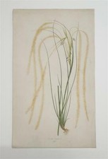 HOOKER Stipa Pennata (1845