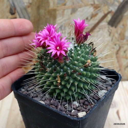 Mammillaria spinosissima
