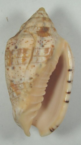 Voluta carneolai 46mm - voluta, 66.46mm