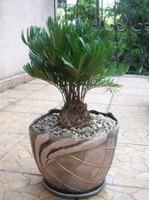 ZAMIA FLORIDANA coontie palm florida albero nativo cicade palme pianta seme 10 semi