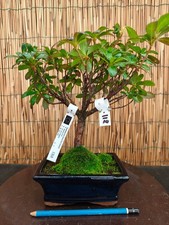 Bonsai di Azalea h 30cm Visita