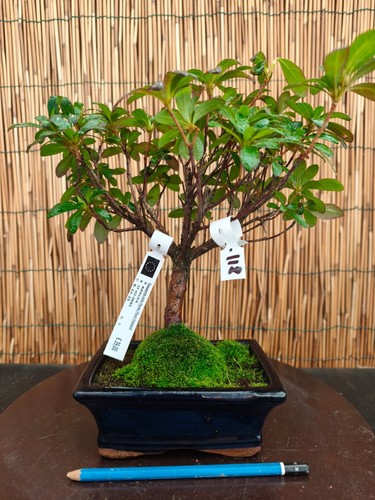 Bonsai azalea 30cm - bonsai, visita