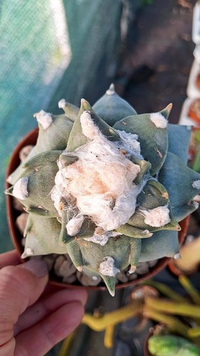 Ariocarpus hybrid trifinger - hybrid,