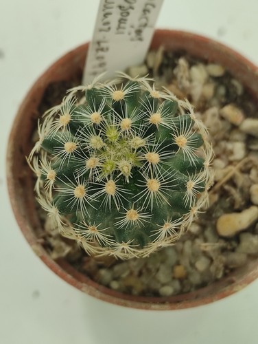 Pediocactus simpsonii var - simpsonii,