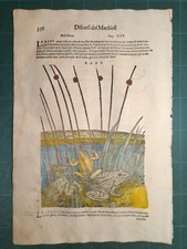 MATTIOLI MATTHIOLI Erbario a