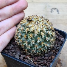 Turbinicarpus ysabelae Vaso 7