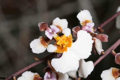 Tolumnia bahamensis rare - tolumnia,