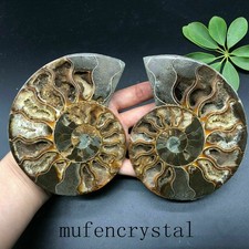 Coppia 200g+Ammonite Naturale