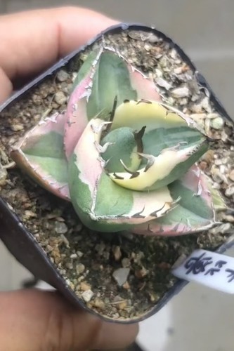 Pot 7cm raresucculent - 7cm,