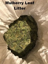 Foglie di gelso/ortica