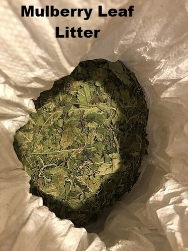Dried mulberry nettle leaves - dried, /