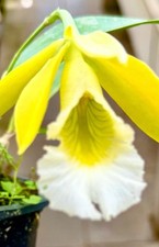 Encyclia citrina ibrido NUOVO L orchidea orchidea epidendro