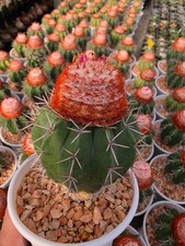 De26 melocactus violaceus - de26:,