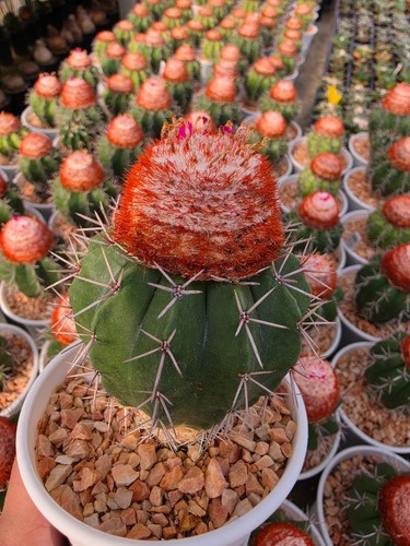 De26 melocactus violaceus - de26:,