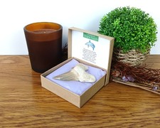 100% Genuine Large Otodus Obliquus Shark Tooth Fossil 75mm in Presentation Box