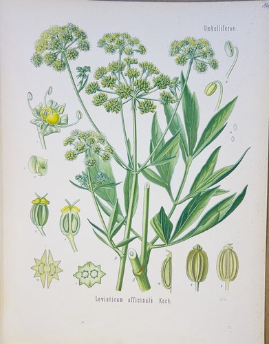 Levisticum officinale 1886