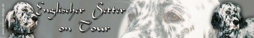 Setter inglese english - setter,