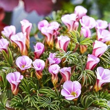 Oxalis bulbi di fiori cipolle