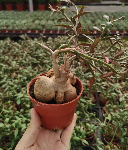 2pcs monadenium - 2pcs,