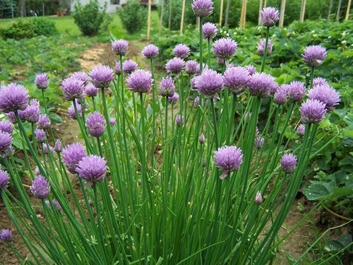 100 semi erba cipollina - 100,