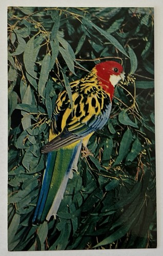 Cartolina epoca australia - cartolina, d'epoca