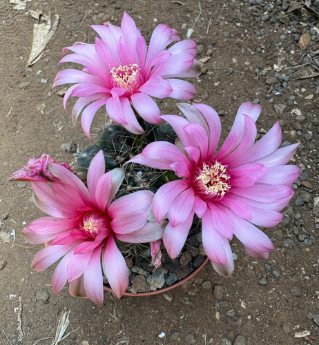 Gymnocalycium baldianum - gymnocalycium,