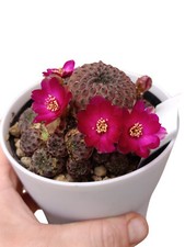 Sulcorebutia rauschii