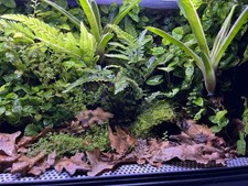 terrario Bioattivo per rettili