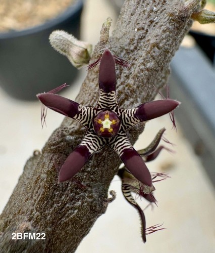 Rhytidocaulon macrolobum