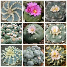 30 semi in miscuglio di Lo pho phora  mix ,piante grasse, seeds cactus mix