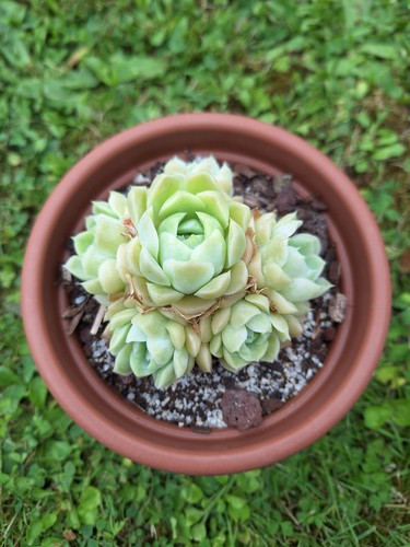 Echeveria hughmillus cluster - hughmillus,