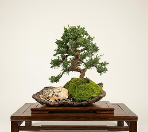 Bonsai ginepro chinensis - di,