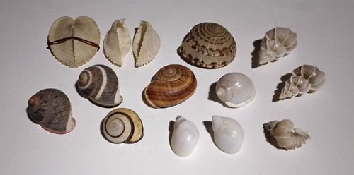 Conchiglie set 13 - conchiglie, di