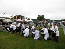 Photo 6x4 Judging of Zwartbles