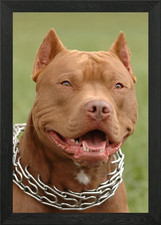 Pitbull cane naso rosso