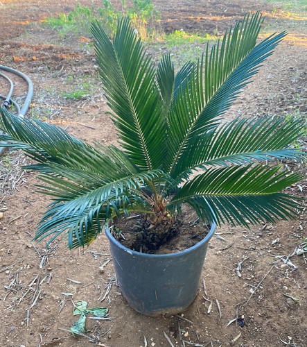 Cycas revoluta pianta da - cycas,