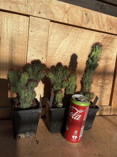 Cereus peruvianus monstruosus - cereus,
