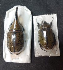 Dynastes hyllus Gigante! 80mm maschio!