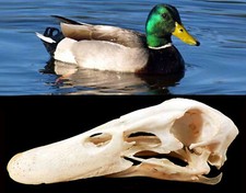 Anas platyrhynchos Germano
