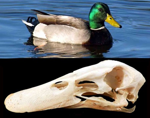 Anas platyrhynchos germano - anas,