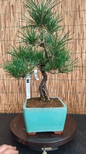 Bonsai di Pino Thumbergii h
