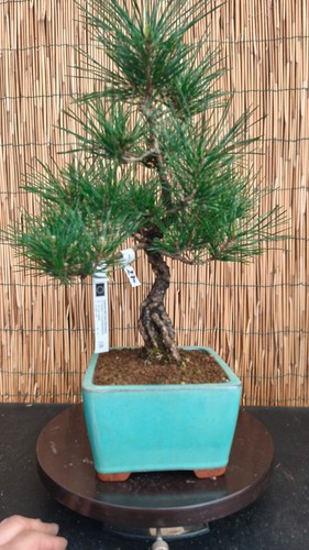 Bonsai pino thumbergii h - di,