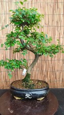 Bonsai di Olmo cinese h 51cm