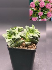 Crassula springtime ibrido