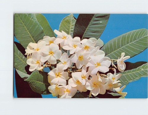Plumeria 137686 - plumeria, p-137686