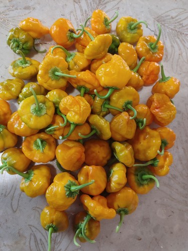 Semi peperoncino - 20,