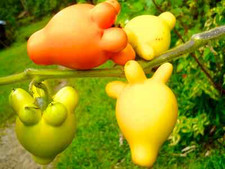 10 semi SOLANUM MAMMOSUM (albero dei capezzoli) orto alberi frutta esotica 