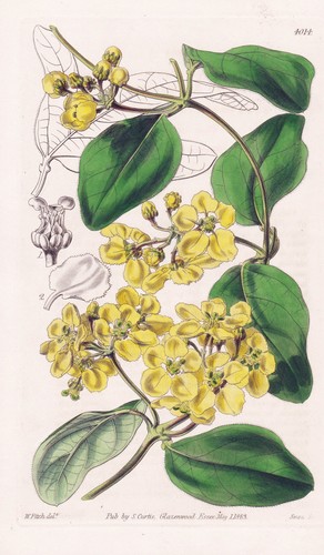 Stigmaphyllum heterophyllum - stigmaphyllum,